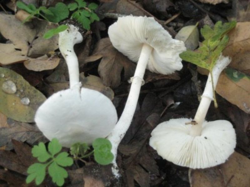 Laucoagaricus serenus